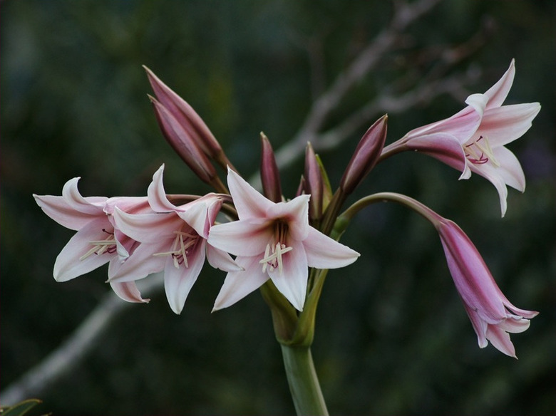 Some delightfully pinky