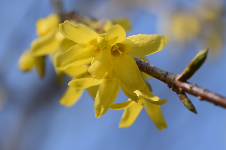 A close-up of yellow Korean forsythia Forsythia ovata flowers.