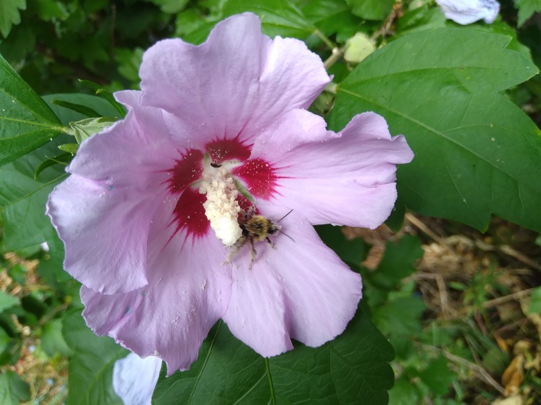 A lovely pink rose of Sharon Hibiscus syriacus flower with a red center and a bee checking out its pollen.