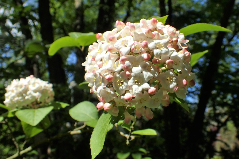 White flowers of a Koreanspice viburnum Viburnum carlesii growing in a cluster.