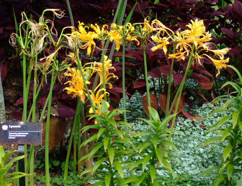 Flowers of the yellow surprise lily Lycoris chinensis facing up toward the sky.