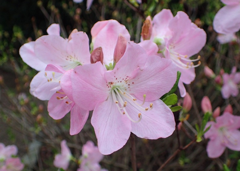 A royal azalea Rhododendron schlippenbachii flower at the Wrocław University Botanical Garden in Poland.