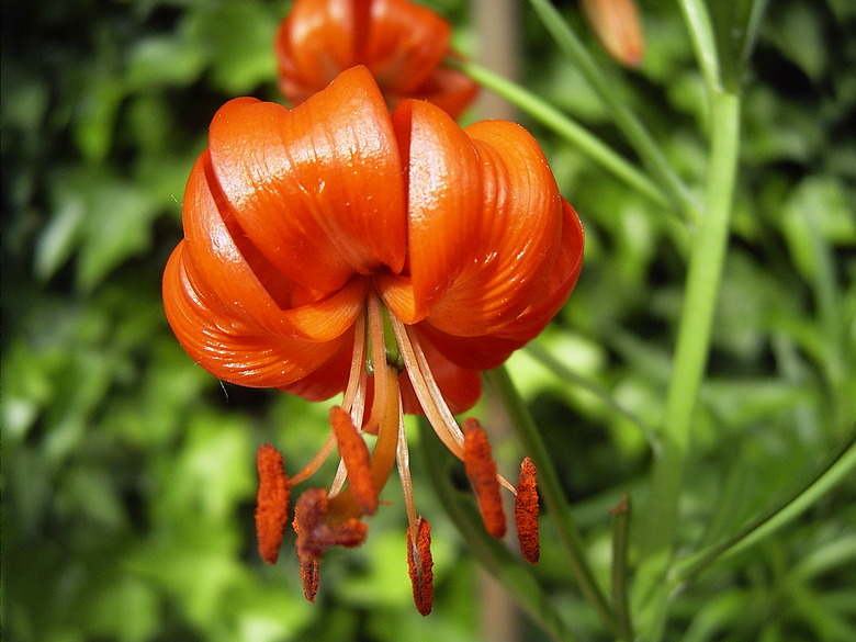 A close-up of a radiant coral lily Lilium pumilum flower.