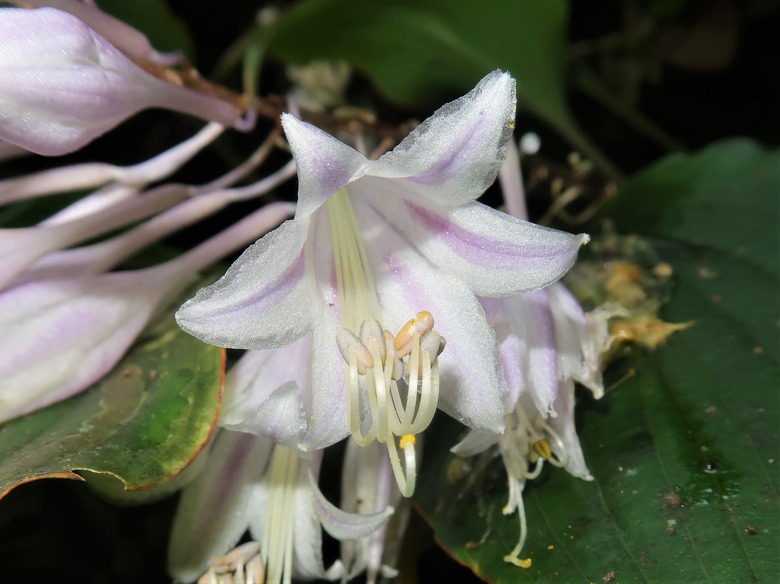 A white and lavender bloom of aHosta longipes.