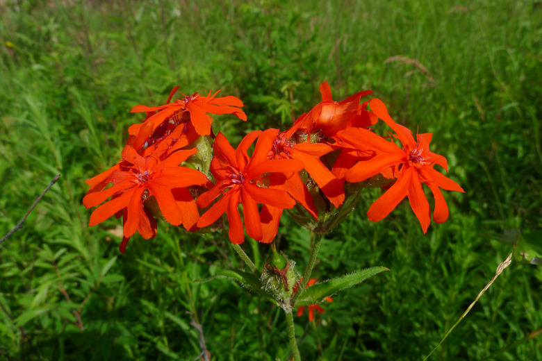 A close-up of the red flowers of brilliant lychnis Lychnis fulgens.