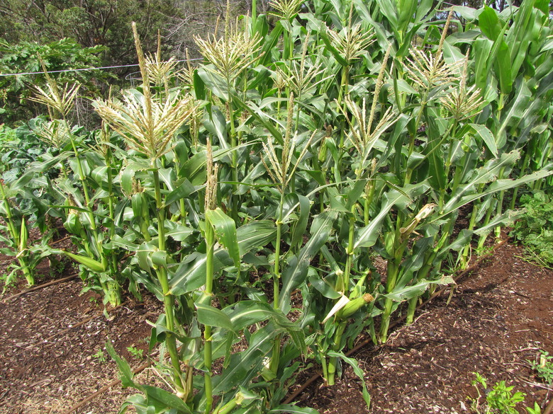 Sweet corn growing in a vegetable garden.