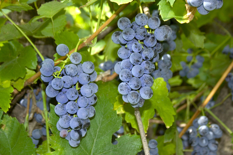 Two bunches of red American grapes Vitis labrusca growing on the vine.