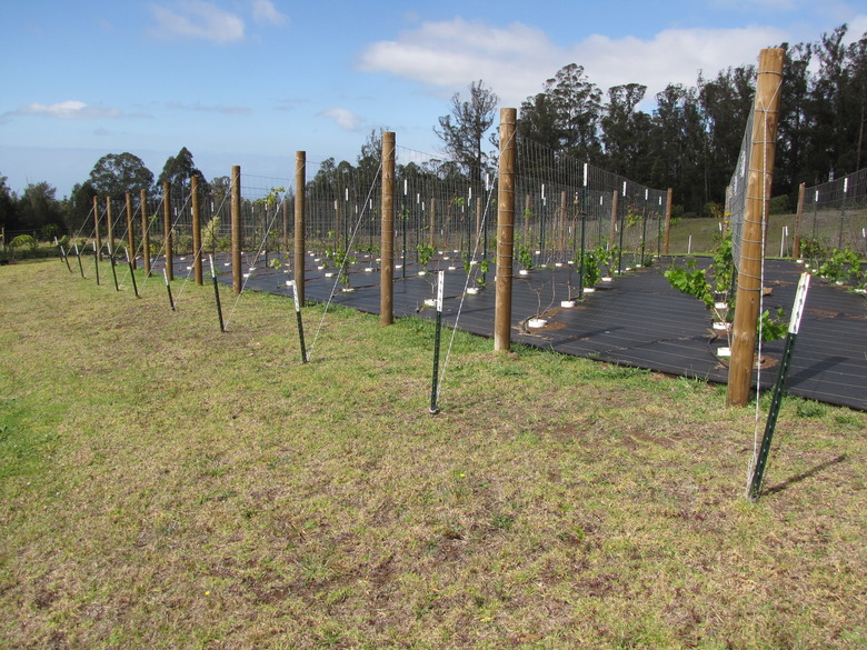Rows of support systems upholding young grape plants.
