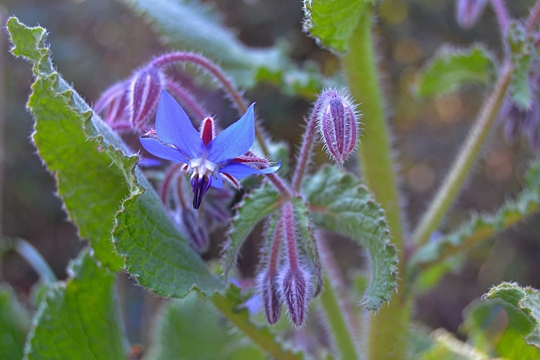 A borage bloom leaning into its green leaves.