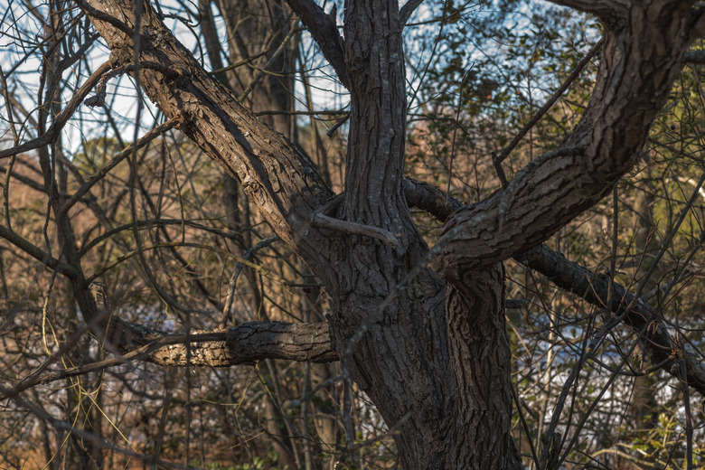 A close-up of the trunk and bark of a black willow tree Salix nigra.