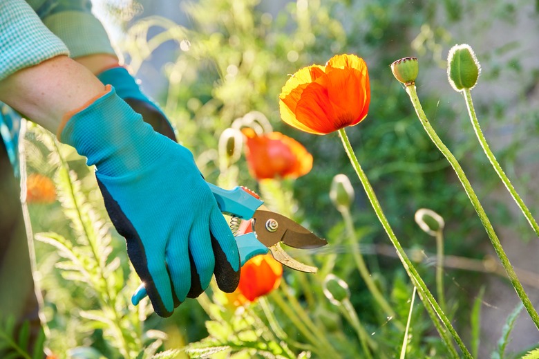 A gardener with pruning shears headed for a poppy.