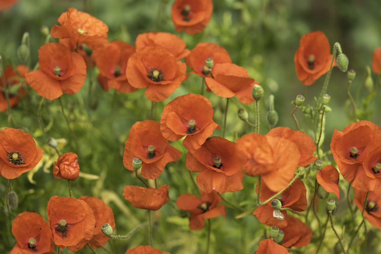 Red corn poppies in a summer meadow.