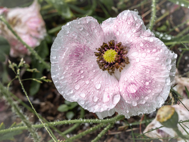 A pink poppy flower