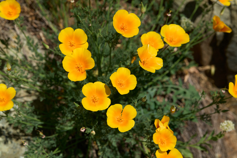 Bright yellow and orange California poppy Eschscholzia californica flowers.