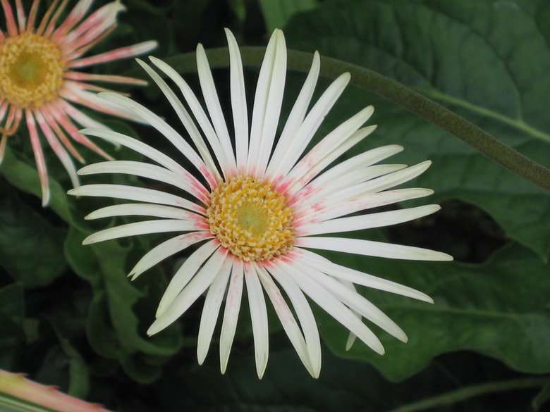 A gerbera daisy Gerbera jamesonii flower with white rays.