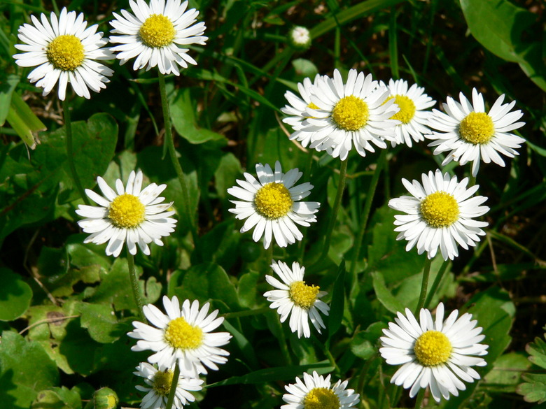 A handful of delightful English daisies Bellis perennis facing up towards the sun.