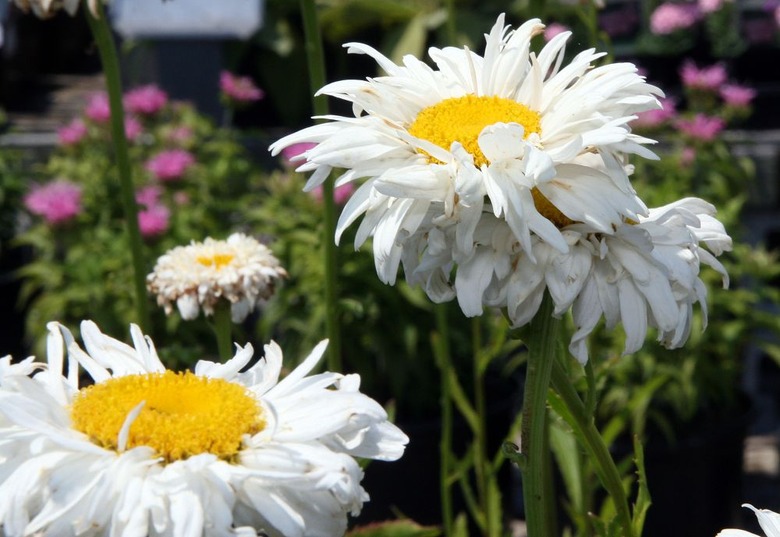 A few Crazy Daisy shasta daisies Leucanthemum x superbum 'Crazy Daisy' flowers opening up to the sun.