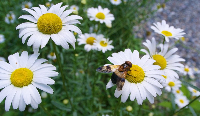 A fly sitting on a Marguerite daisy Argyranthemum frutescens amidst a grouping of even more flowers.
