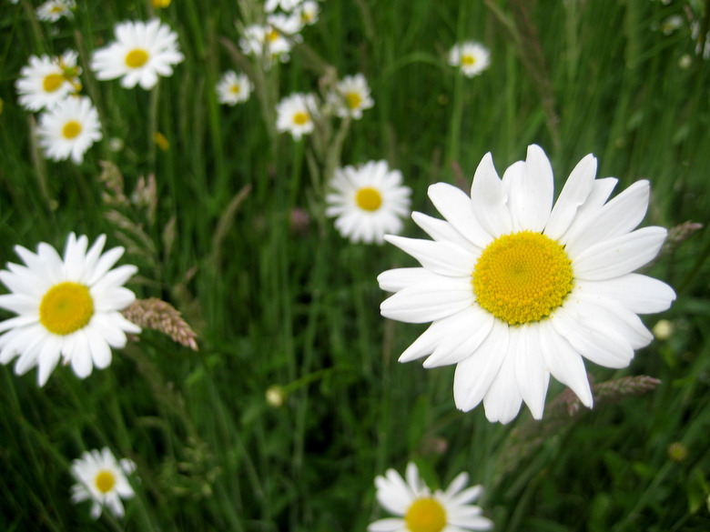 A group of oxeye daisies Leucanthemum vulgare growing in a field of grass.