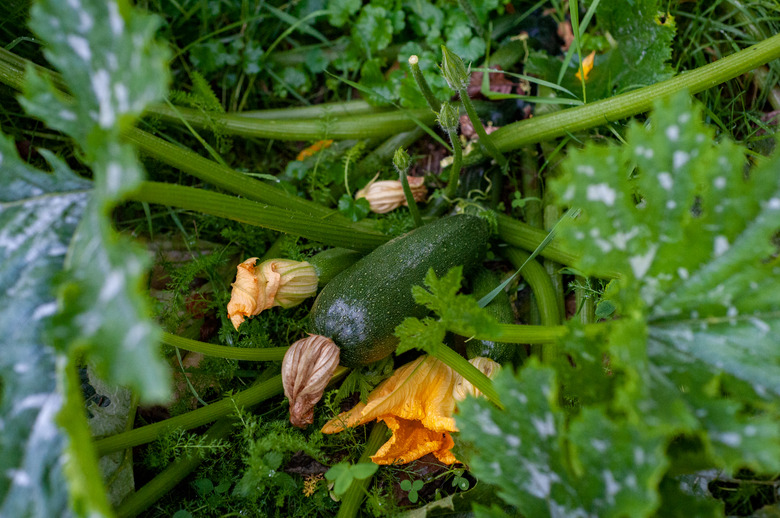 Zucchini just before it's harvested.