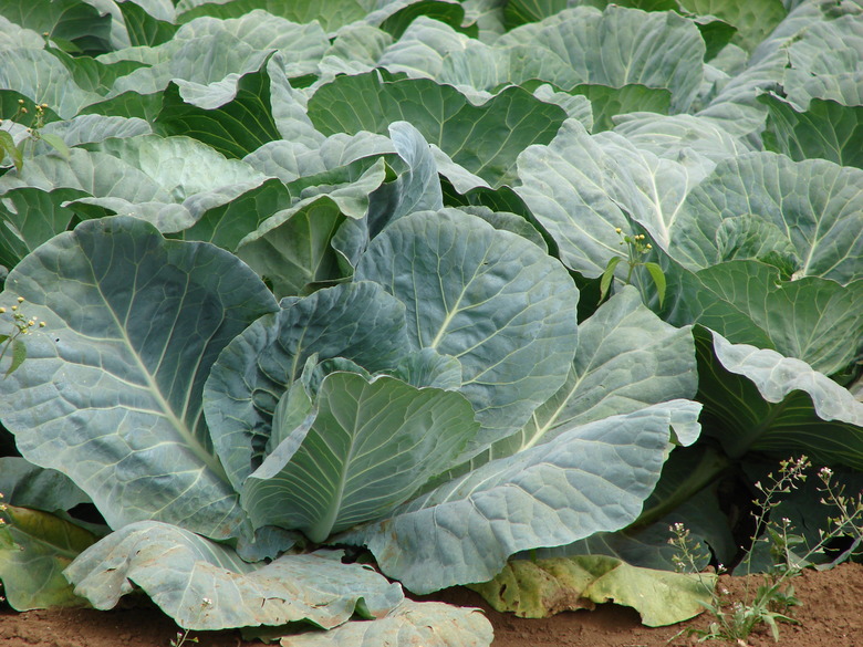 Rows of wild cabbage Brassica oleracea var. capitata growing in the ground.