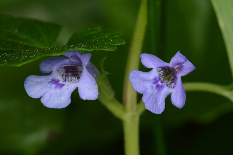Two small violet flowers of a creeping Charlie Glechoma hederacea plant.