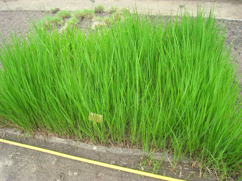 A patch of prairie cordgrass Spartina pectinata growing in a botanic garden.