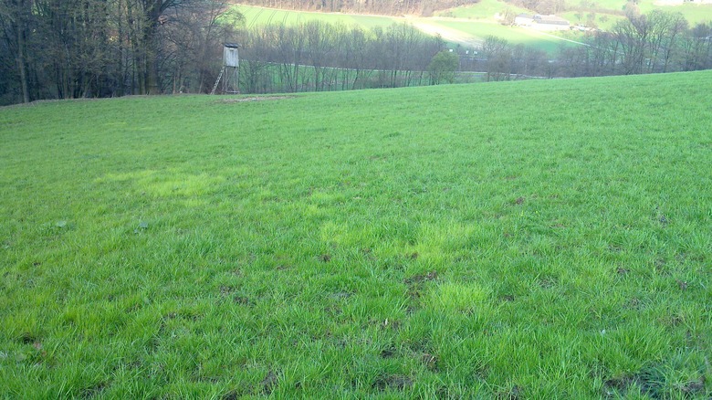 A large field of green rough bluegrass Poa trivialis.