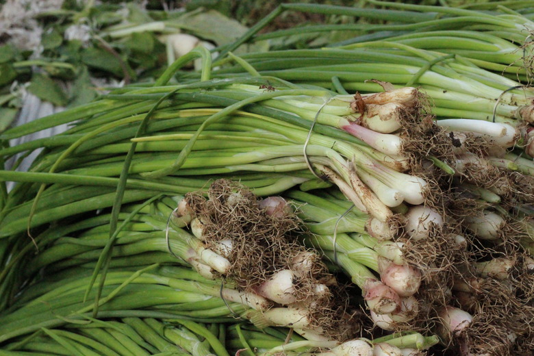 Stacks of green onions freshly pulled out of the ground.