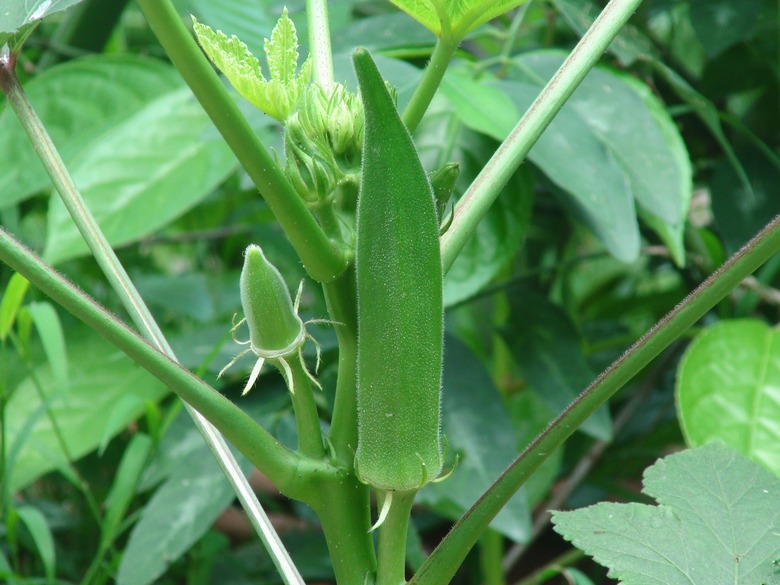 Okra seed pods growing on a healthy plant.