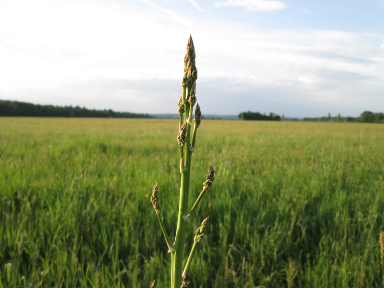 An asparagus Asparagus officinalis stalk growing in a field.