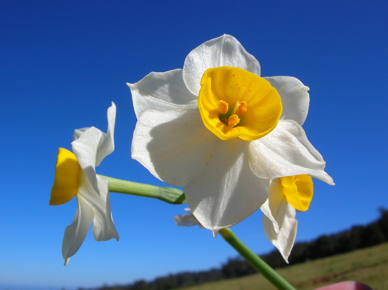 A close-up of a white and yellow paperwhite flower.