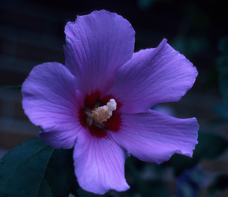 A gloriously purple Rose of Sharon Hibiscus syriacus flower in full bloom.