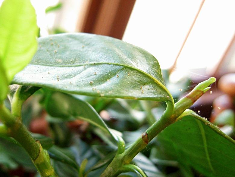 Spider mites on a gardenia leaf.