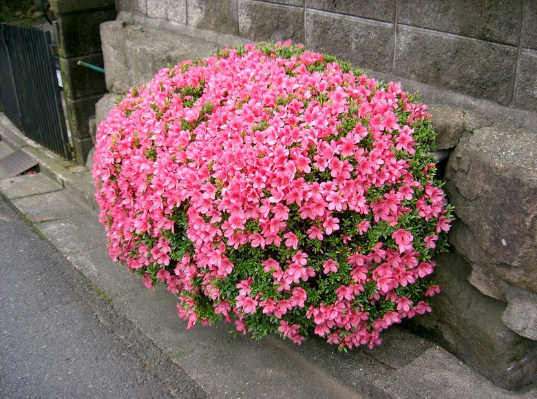 An impressively shaped bush of pink Satsuki azaleas Rhododendron indicum.