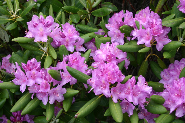 A close-up of delicate