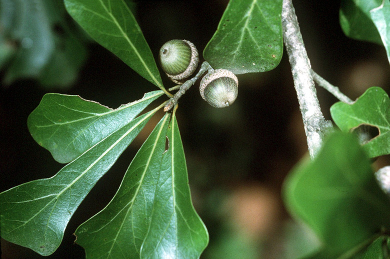 A close-up of the leaves and acorns of the water oak Quercus nigra.
