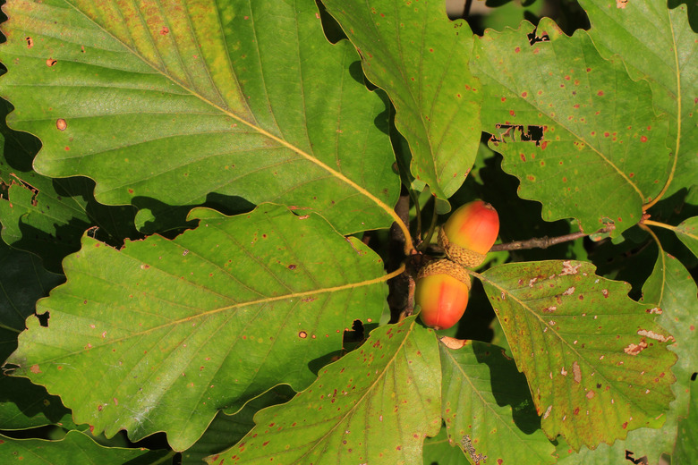 A close-up of the leaves and acorns of the chestnut oak Quercus montana.
