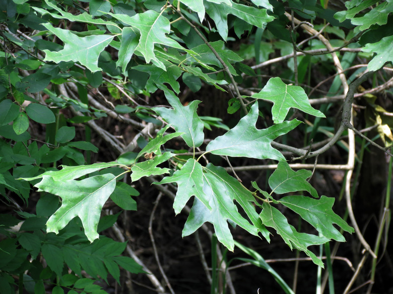 A close-up of the leaves of the southern red oak Quercus falcata.