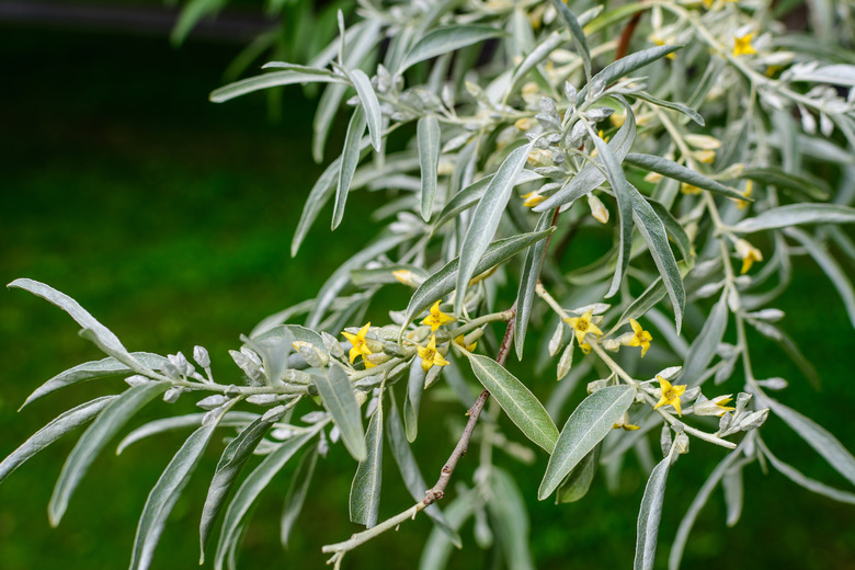 A close-up of the silver leaves and small yellow flowers of a Russian olive plant Elaeagnus angustifolia.