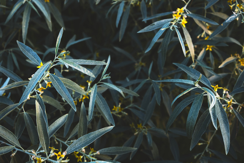 A close-up of the foliage and yellow flowers of a Russian olive tree Elaeagnus angustifolia.