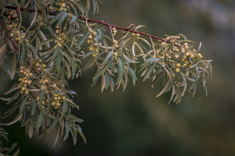 Russian olive tree Elaeagnus angustifolia fruits on the branches.