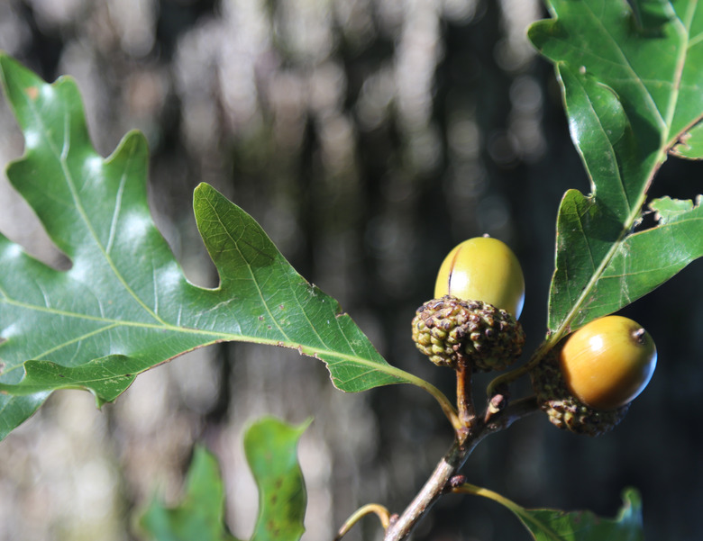 Two white oak tree Quercus alba acorns growing on a branch in Duke Forest in Durham