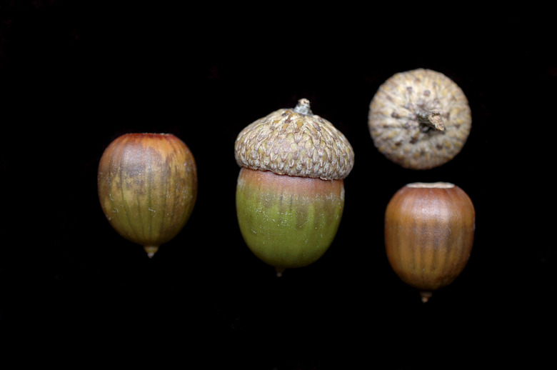 Four Shumard oak Quercus shumardii acorns set against a contrasted black background.