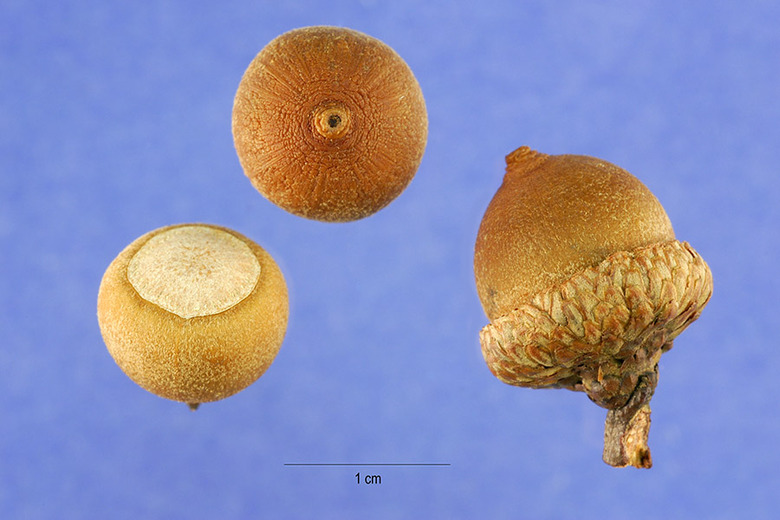 Three southern red oak Quercus falcata acorns set against a contrasted blue background.