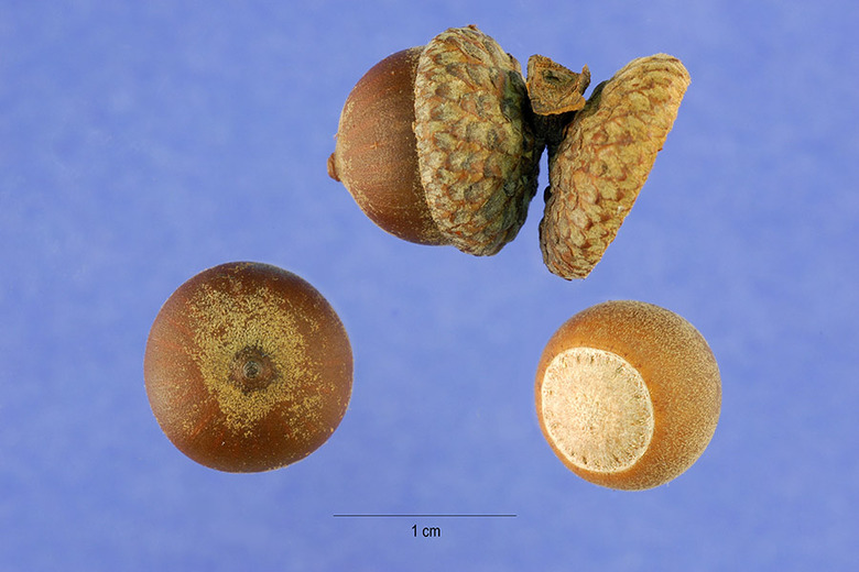 Three water oak Quercus nigra acorns set against a contrasted blue background.