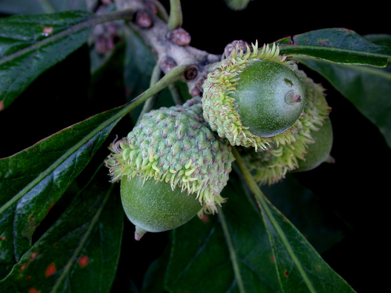 A few bur oak Quercus macrocarpa acorns that are still green on the branch.
