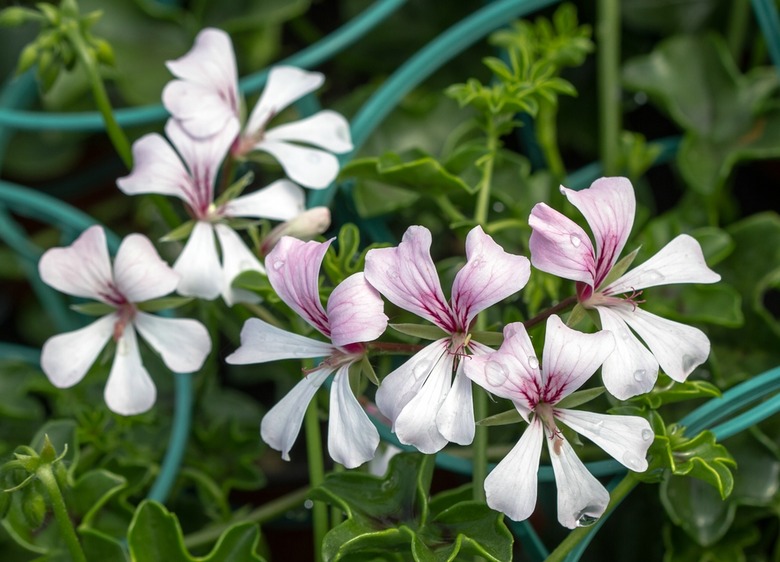 White ivy geranium Pelargonium peltatum flowers with purple and magenta streaks of color.