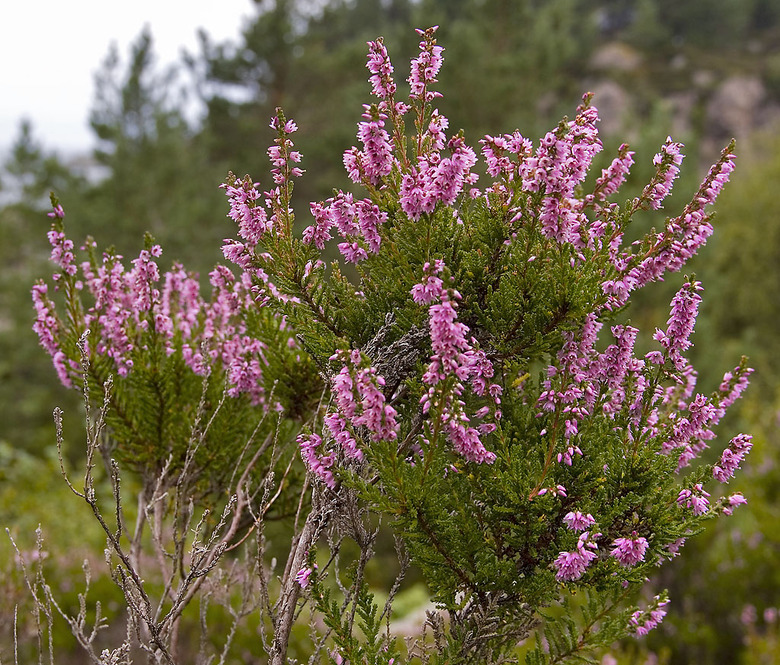 A heather Calluna vulgaris plant full of pink flowers.