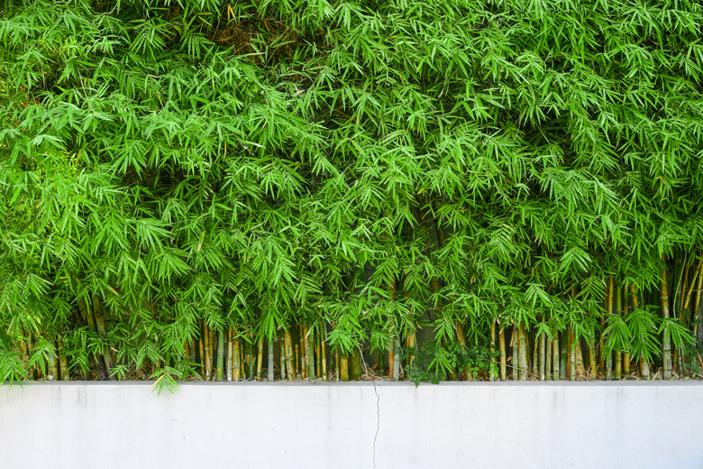 Bamboo growing in a line behind a concrete wall.